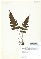 藏品(聖蕨)的圖片